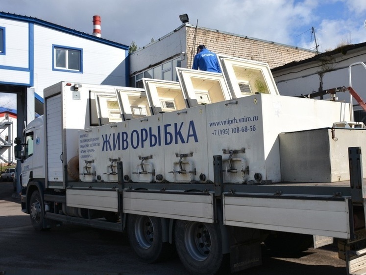 Изображение В Угличское водохранилище выпустили 131 тысячу молоди стерляди