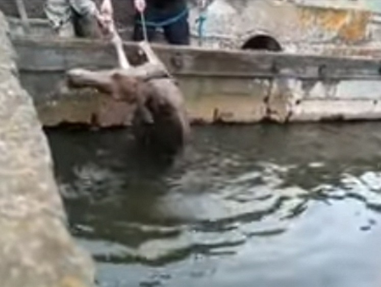 В Пензенской области  из воды достали живого лося