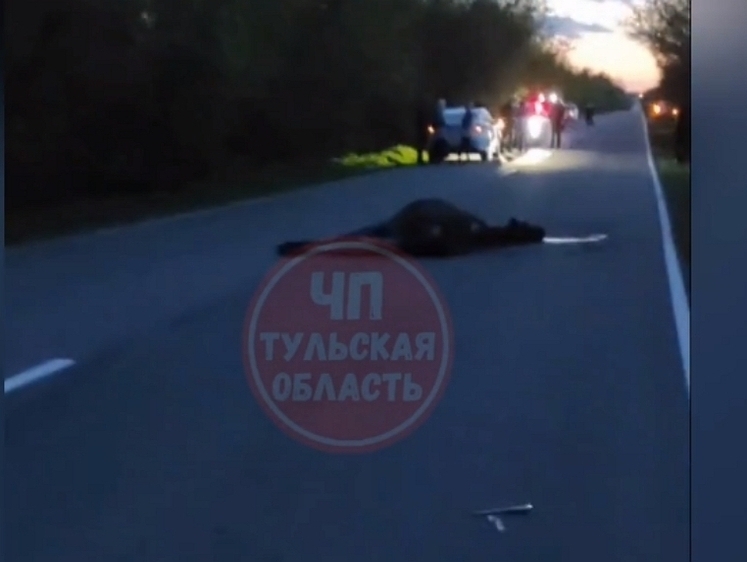 Изображение Погибли два человека в ДТП с лосем в Тульской области