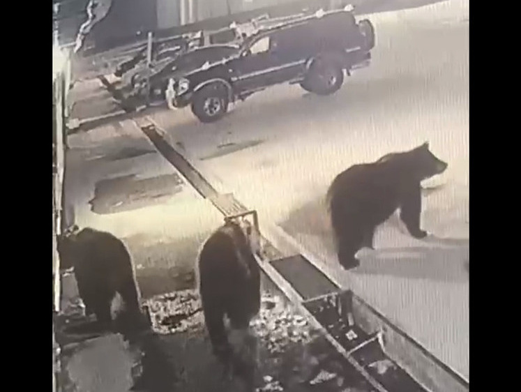 Изображение На Итурупе заметили сразу трех взрослых медведей у магазина