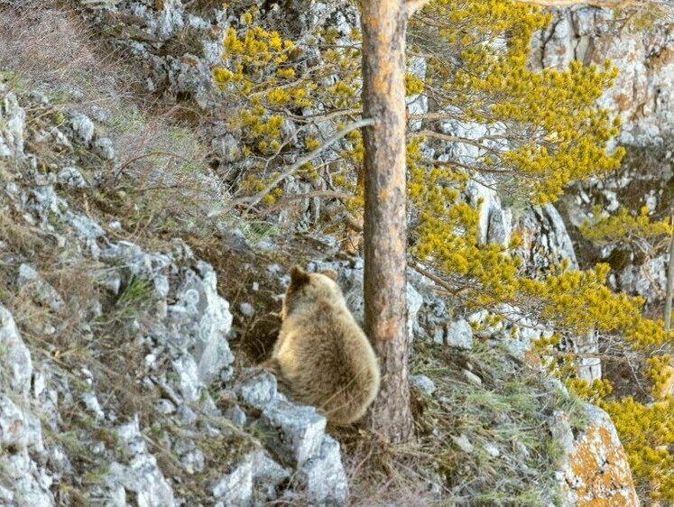 Изображение Башкирского медвежонка заметили в компании взрослого медведя