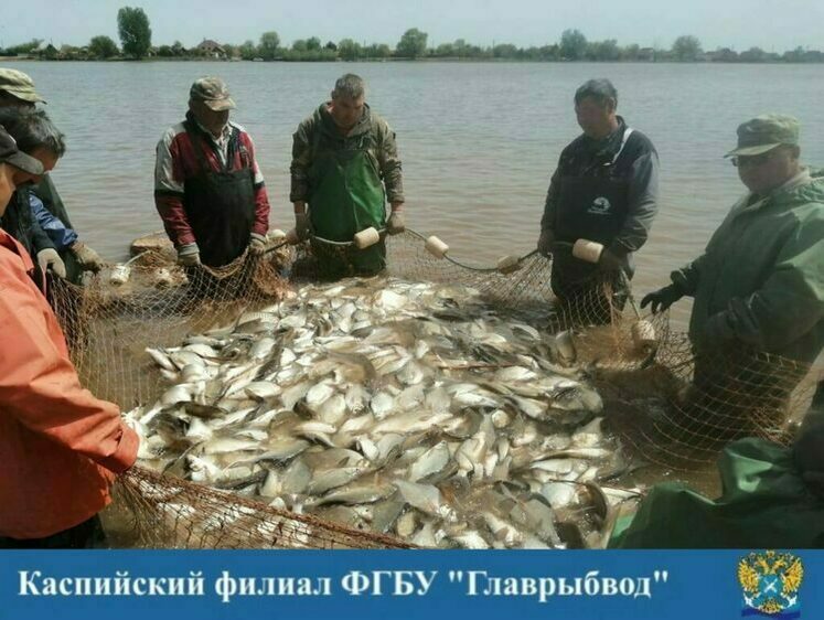 Изображение Каспийский «Главрыбвод» ведет отлов производителей леща и сазана