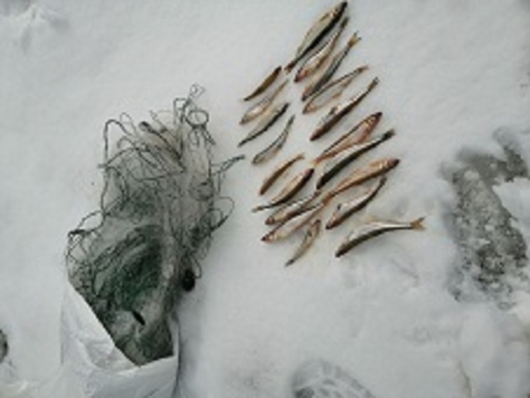 Изображение Отчет североморской рыбоохраны за неделю