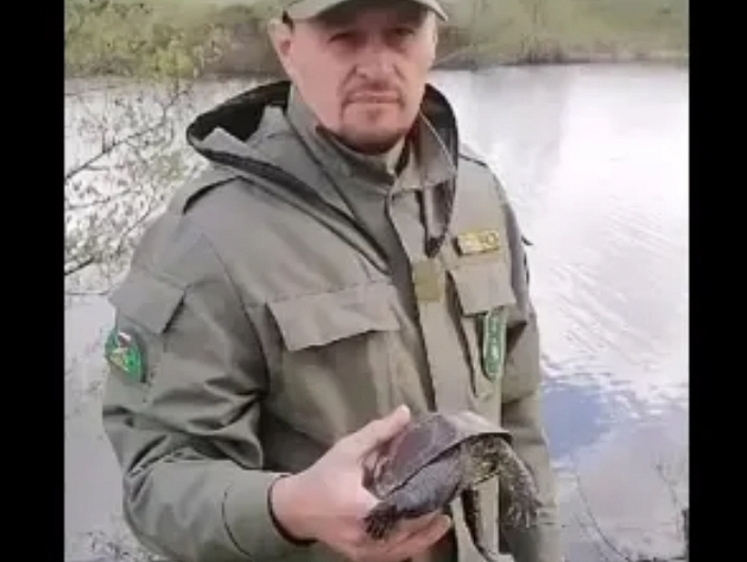 Изображение В Татарстане водитель нашел на дороге водяную черепаху и спас ее 