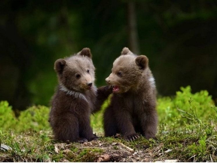 На свалке в Кузбассе нашли убитых медвежат