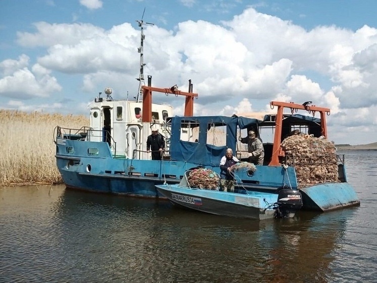 Изображение В Волгоградском водохранилище выставляют искусственные нерестилища