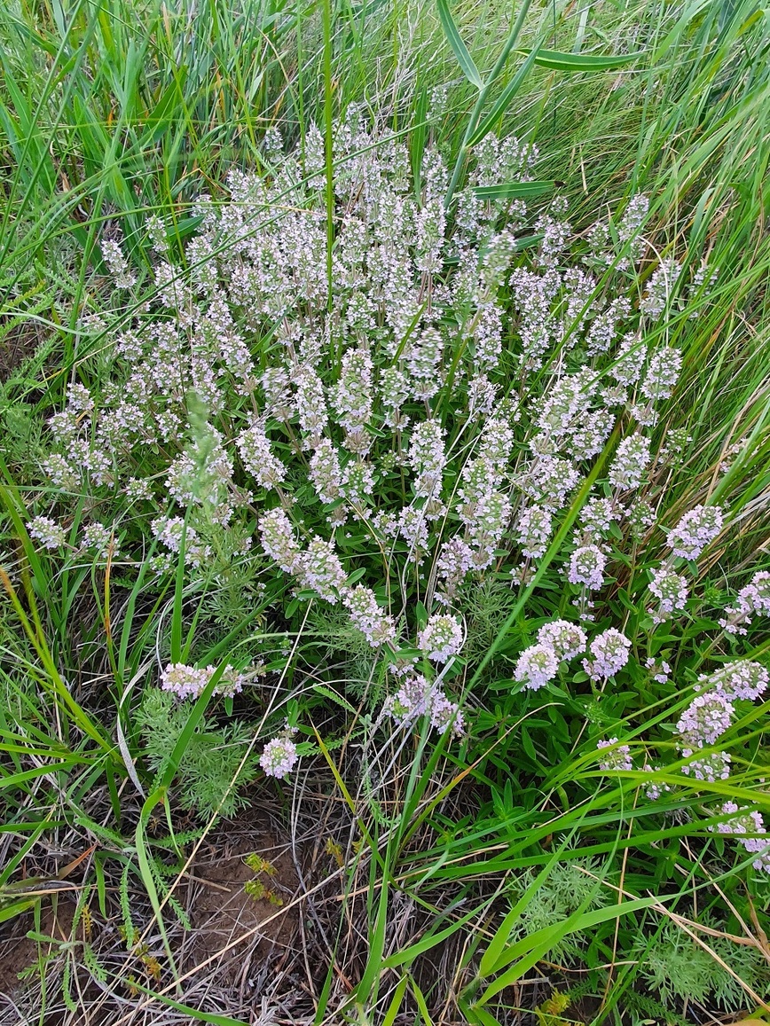 Изображение В конце мая чабрец уже цветет. Фото: Коломийца Алексея. 