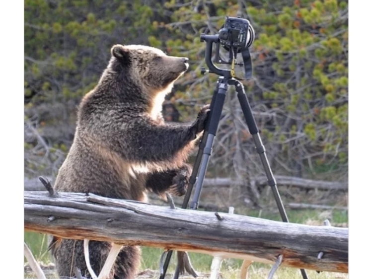 Изображение Сбитая медведем камера пролежала в красноярской тайге 4 года