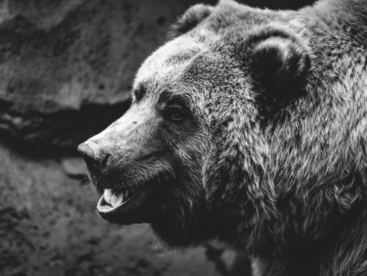 На подступах к Москве: под Волоколамском в ночи носится бурый медведь