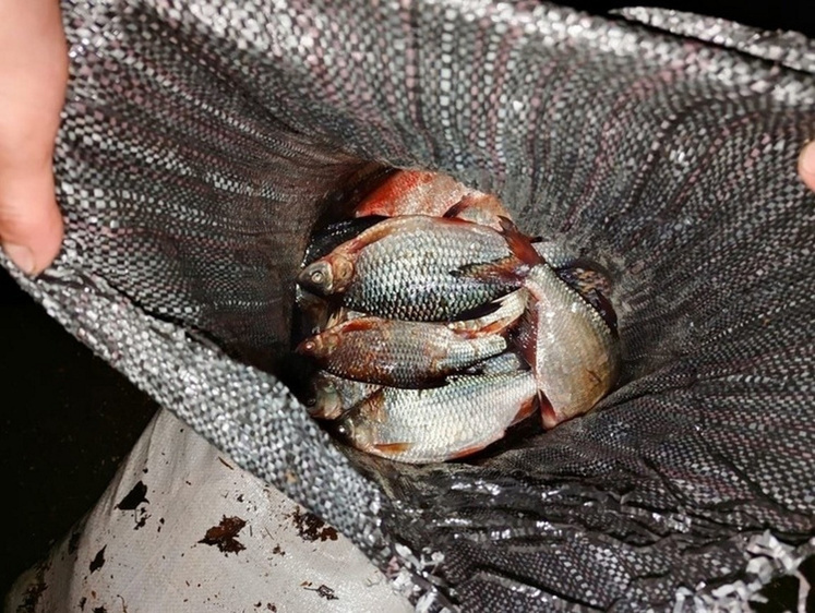 Рецидивист из Костромы снова набил багажник машины мешками рыбы