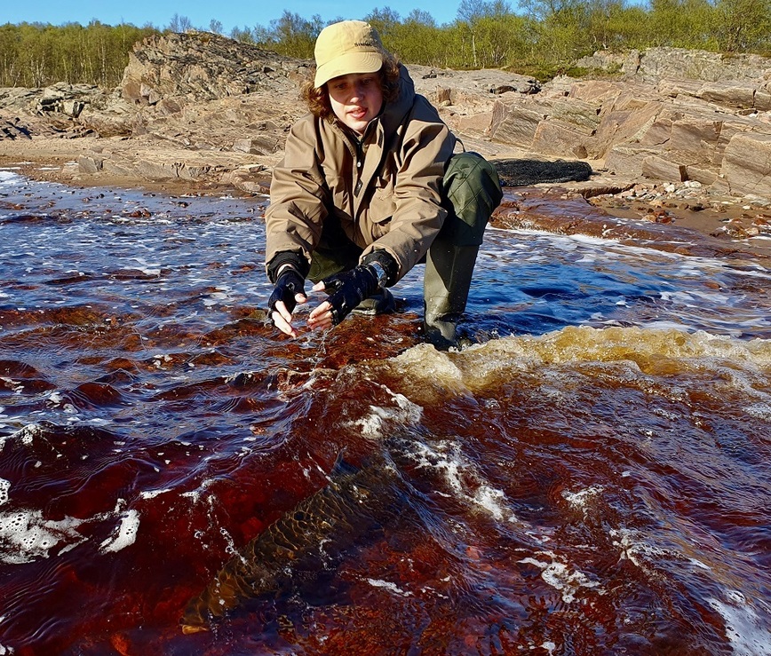 Изображение Семга замерла на мгновение, как бы давая ее сфотографировать на память. Фото: Шеляга Геннадия.  