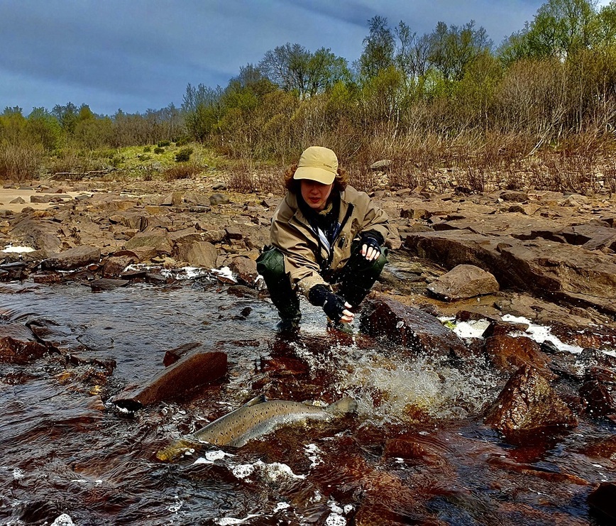 Изображение Как бы ни было приятно ловить семгу – отпускать ее после поимки вдвойне приятно. Фото: Шеляга Геннадия.  