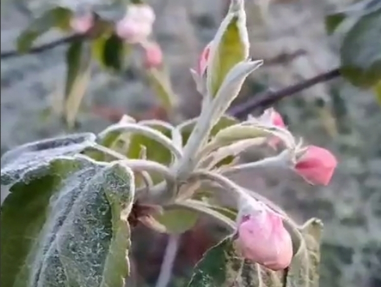Изображение В Липецкой области замерзли цветущие яблони (видео)