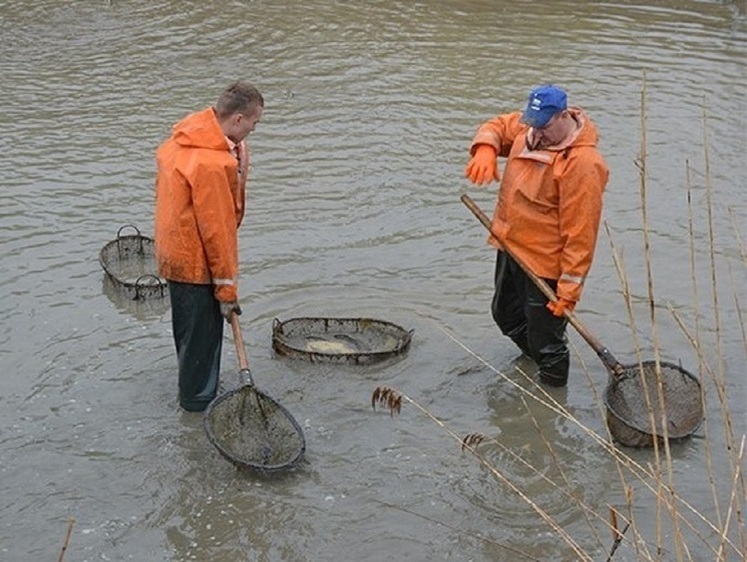 Изображение Во ВНИИПРХ проходит облов, сортировка и учет племенных рыб 