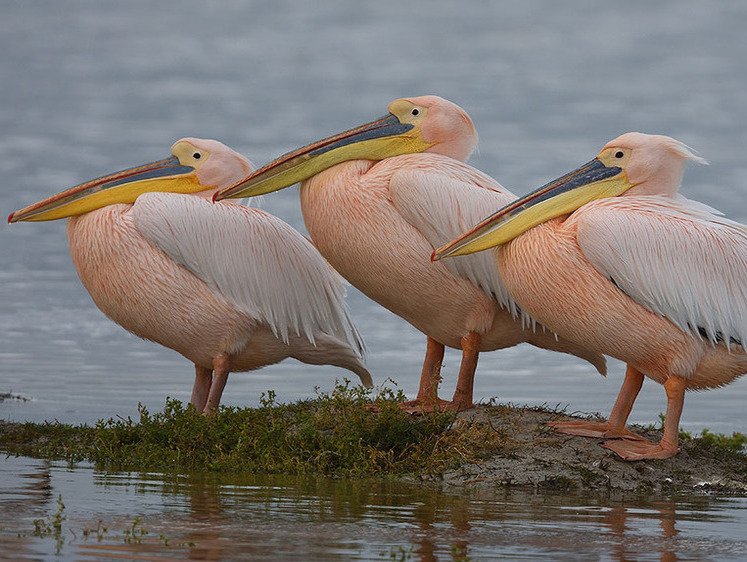 Сенсация на Волге: в Саратовскую область прилетели розовые пеликаны