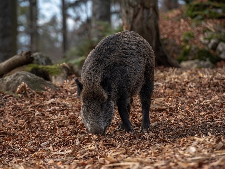 Изображение Запретили кукурузу и подсолнечник: орловских свиней защитили от чумы