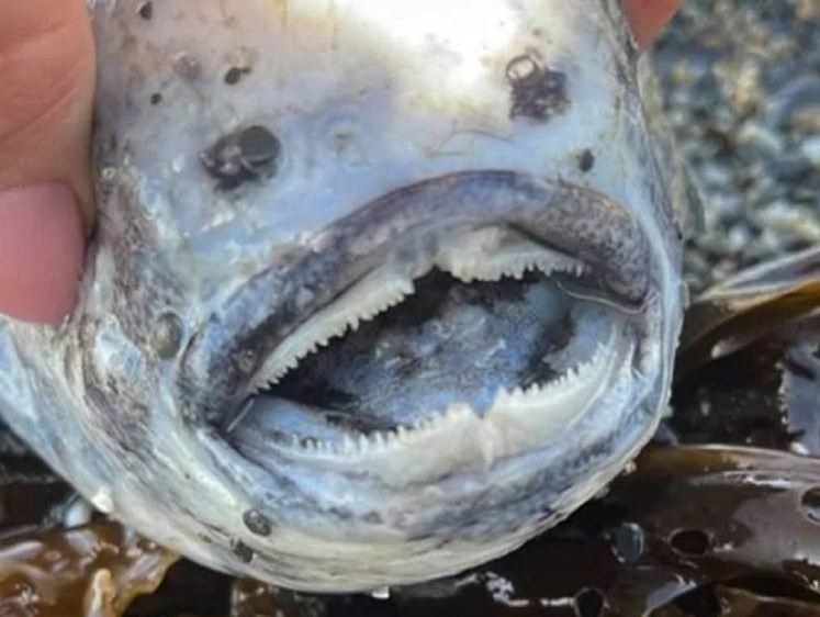В Приморском крае рыбак вытащил на берег зубастое чудище (фото)