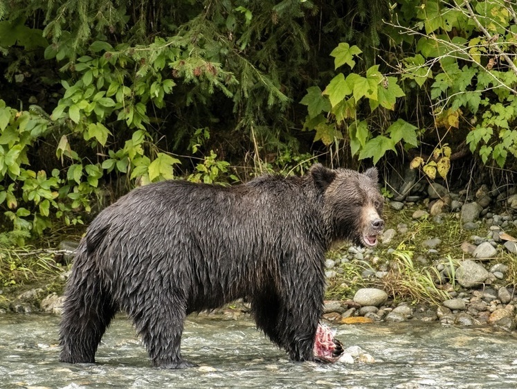 Берегите детей: в Карелии лесничие предупредили население о медведях