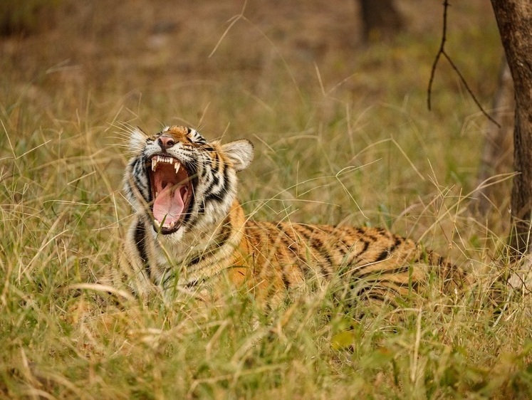 Покалеченная: раненую тигрицу забрали из Приморского края в Хабаровск
