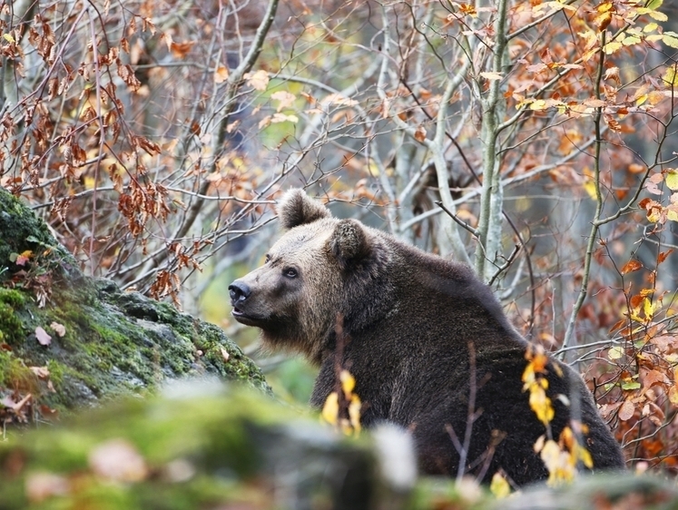 Сахалинские охотники ликвидировали опасного медведя-собакоеда