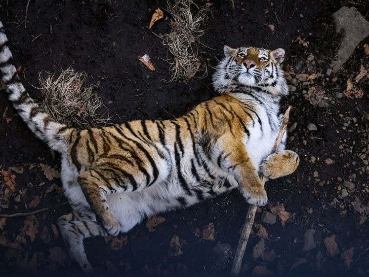 Отловленного в Хабаровском крае тигра выпустили на волю