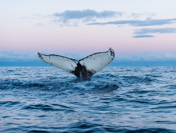 На Чукотке зверобои загарпунили первого в этом году серого кита