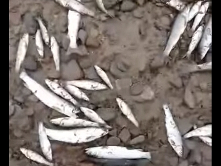 На Сахалине браконьеры губят рыбу — крупную берут, а мелочь бросают 