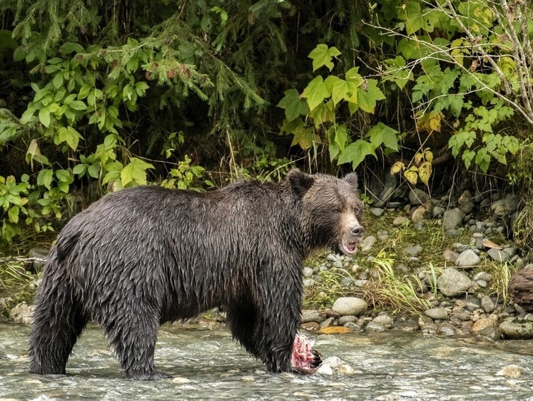 Часто приходил: на Камчатке охотники отстреляли опасного медведя