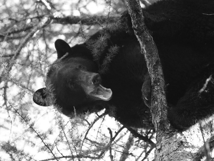 Лез через забор: на Курильских островах медведь перепугал население