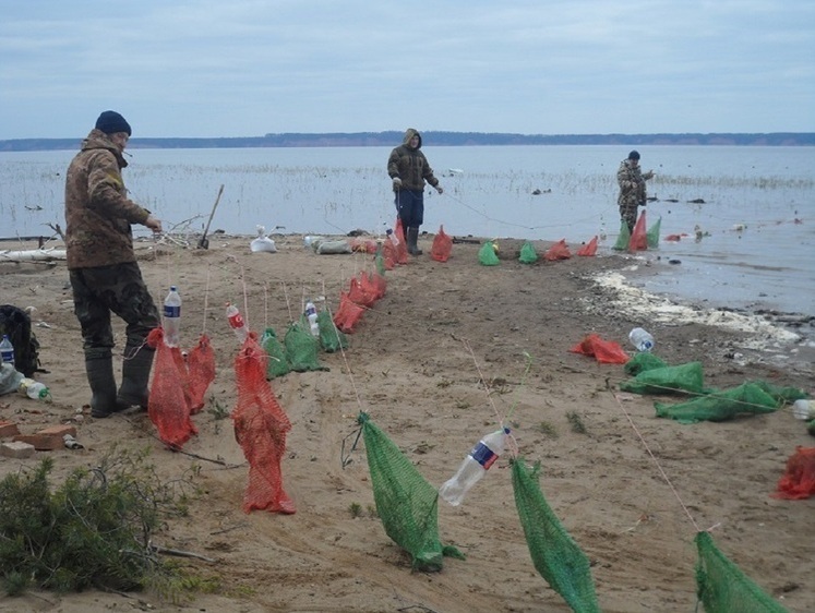 Изображение По госзаданию на водохранилищах ставят нерестилища для рыб 
