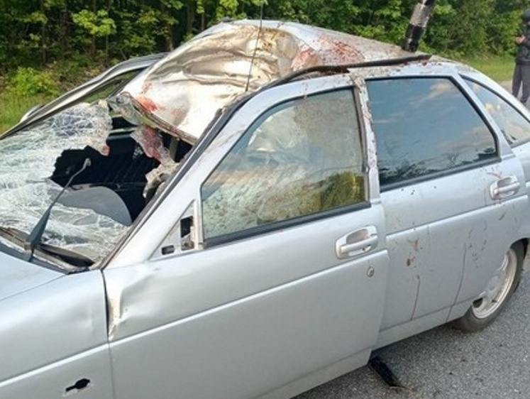 Изображение В Рязанской области лось проломил крышу автомобиля на трассе (фото)