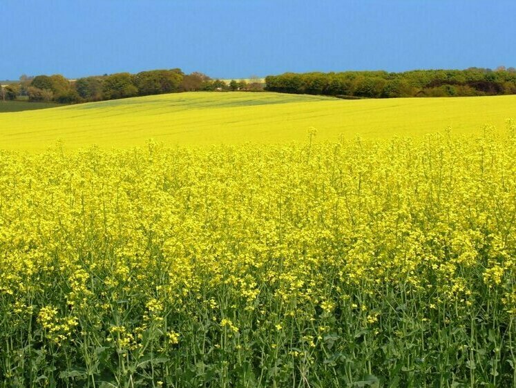 Изображение Доля. Донецкие поля люцерны и охота под снарядами
