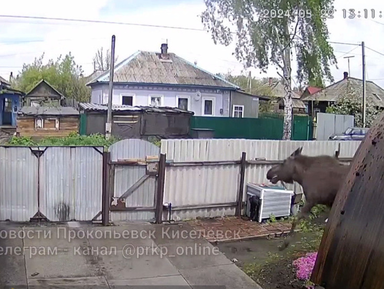 Изображение В Кузбассе пес растерялся, увидев перед собой громадного лося 