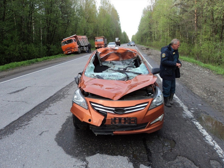 Изображение Автомобилистам на заметку: если совершили наезд на дикое животное