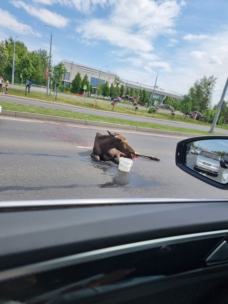 Изображение Фото момента аварии размещено в группе Охота в Татарстане, лось еще жив, vk.com/tathunter