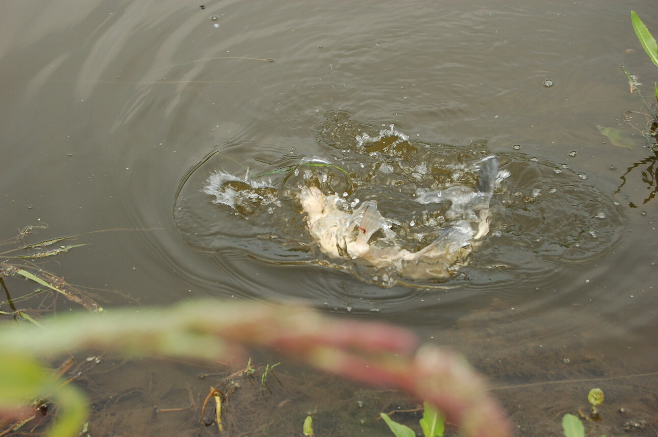 Изображение Фото: Яншевского Андрея.