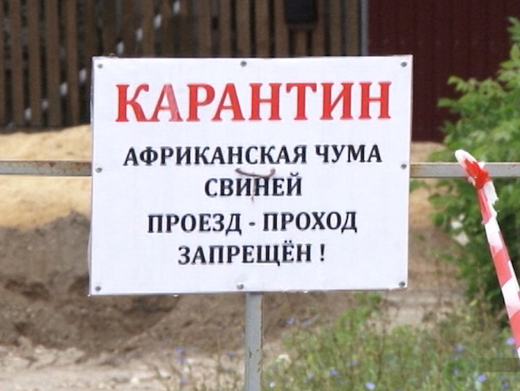 Изображение На мясокомбинате в Красноярске обнаружили вирус АЧС