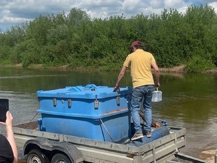 Изображение В Каму и Вятку выпустили молодь щуки