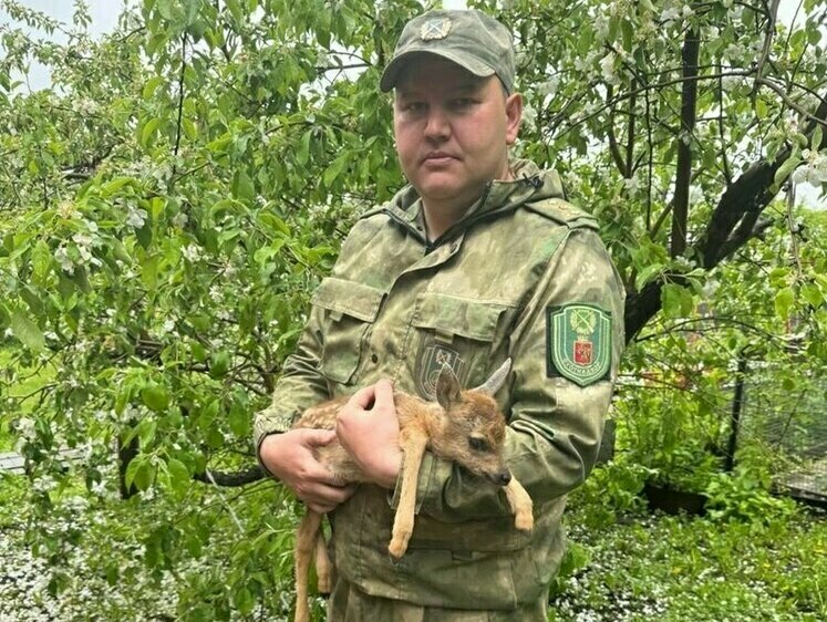 Изображение Детеныша косули неизвестные подкинули в кафе в Красноярском крае