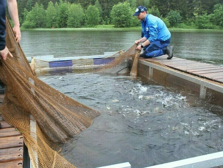 Изображение Козинское водохранилище зарыбили подросшими нельмой и чиром