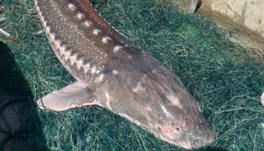 Изображение Фото: fieldandstream.com