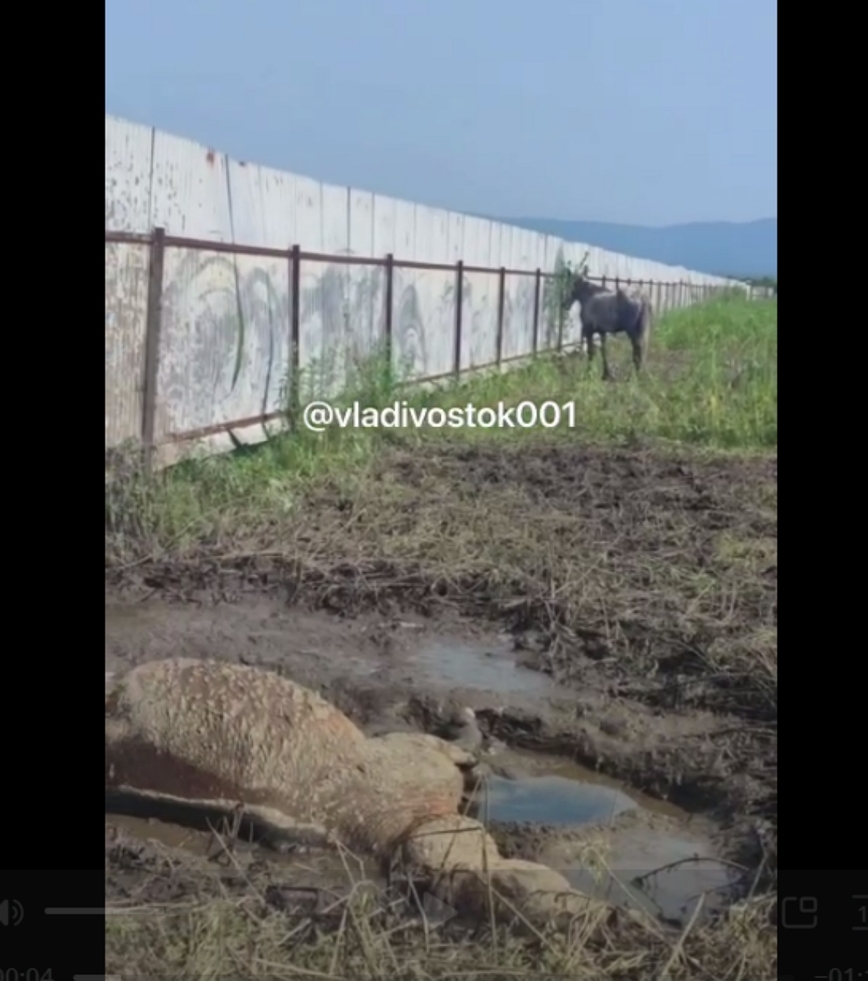 Изображение Скрин видео