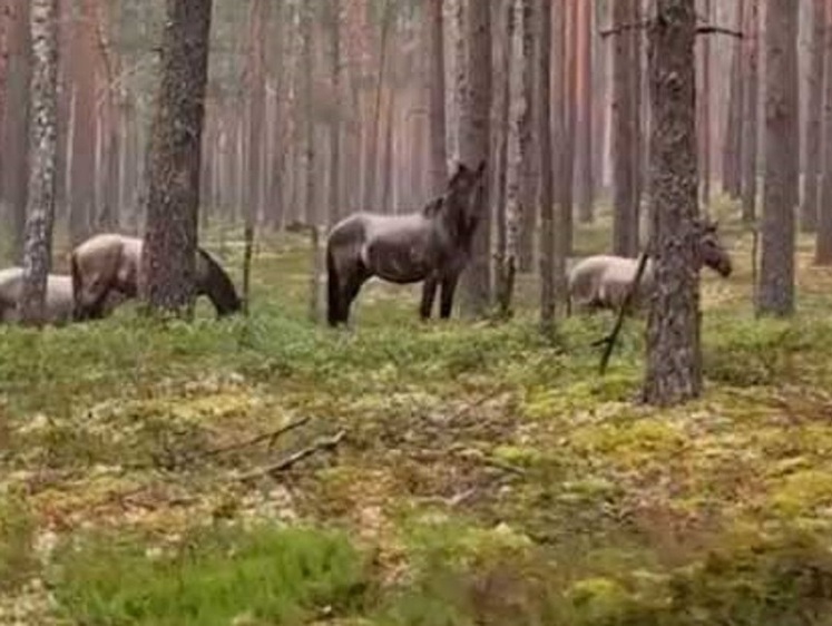 Изображение Гродненские табуны: в лесах Беларуси поселились дикие лошади (фото)