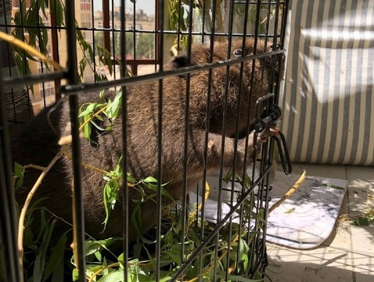 Изображение Из бетонной трубы парка в Воронеже вытащили очумевшего бобра (фото)