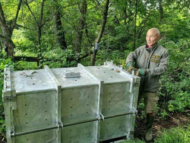 Изображение Спустя полгода на Дальнем Востоке удалось поймать конфликтного тигра