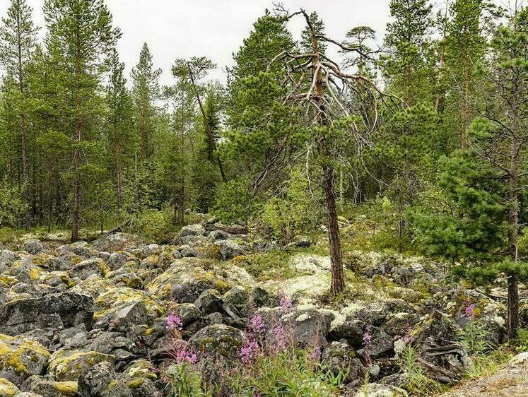 Изображение Сколько отстрелять: в Мурманской области озвучили охотничьи квоты 