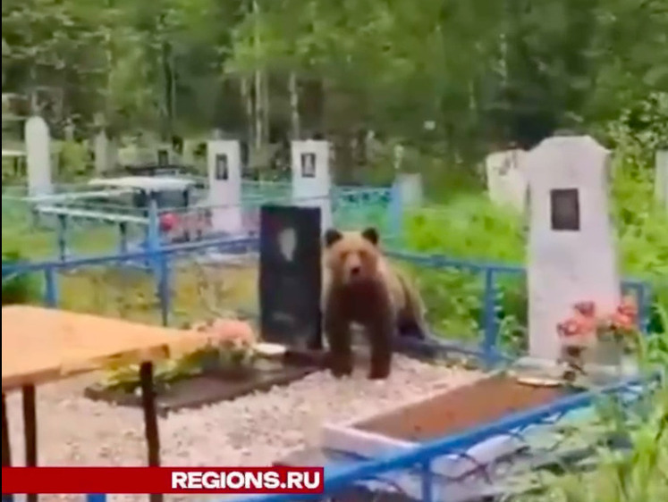 Изображение Расстрогал своим видом медвежонок, встреченный на кладбище
