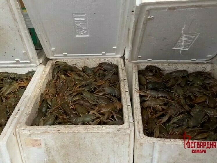 Изображение Росгвардия с полицией освободили 15 тысяч раков 