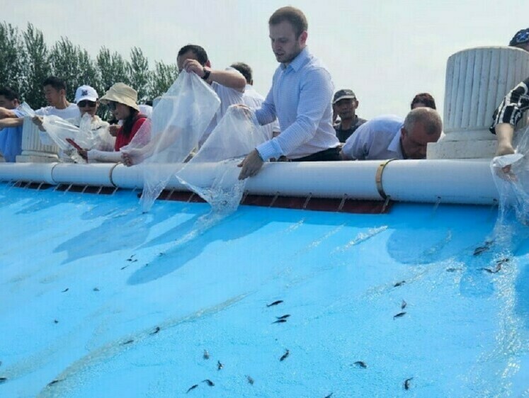 Изображение Россия и Китай провели выпуски молоди осетров в воды Амура 