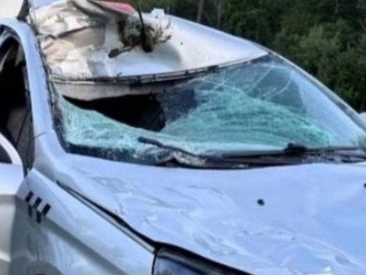 Изображение Ранним утром лоси погибли под колесами автотранспорта